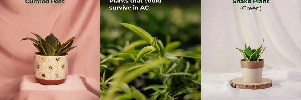 Sakura Plant Gifting: a photo from its own site