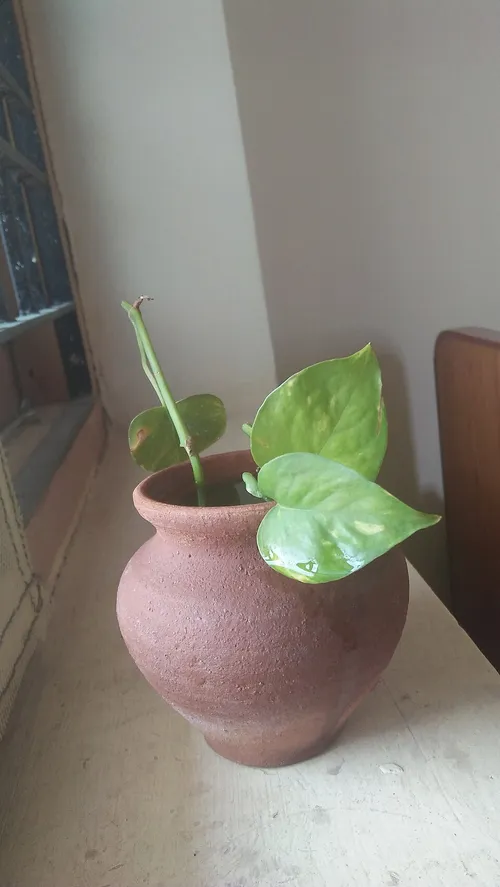 Indoor plants